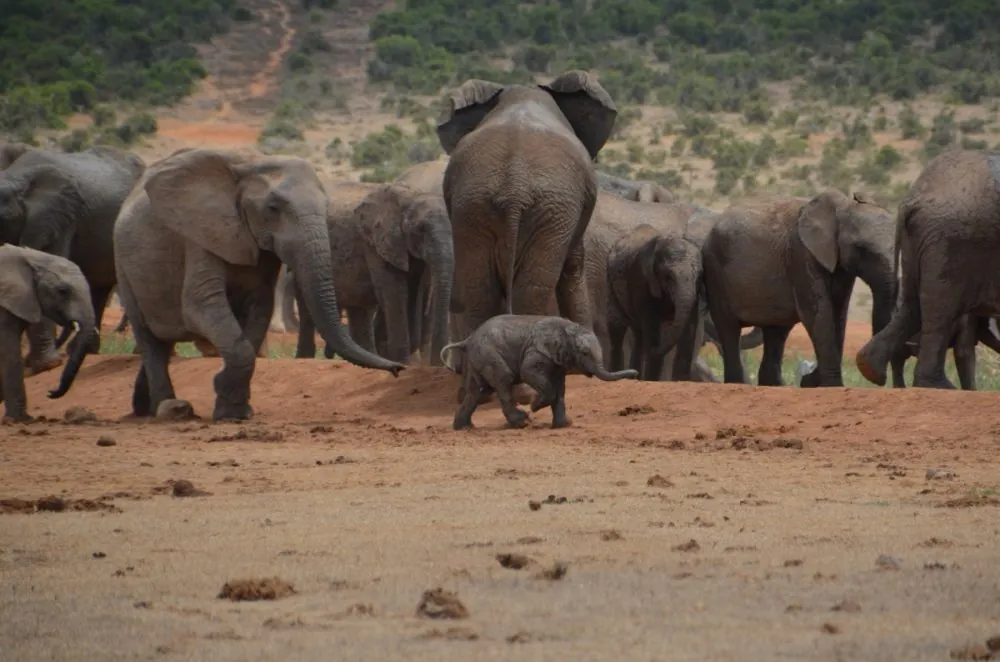 Safari en África, ¡encuentra la información que buscas aquí!